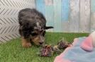 Sweet Mini Bernedoodle Baby