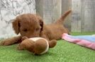 Popular Mini Goldendoodle Poodle Mix Pup