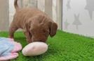 Mini Goldendoodle Pup Being Cute