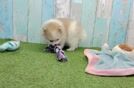 Pomeranian Puppy for Adoption
