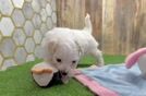 Maltipoo Puppy for Adoption