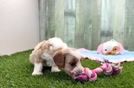 Meet Jameson - our Cavapoo Puppy Video