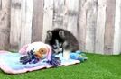 Pomsky Pup Being Cute