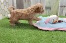 Best Cavapoo Baby
