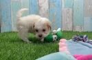 Shih Poo Pup Being Cute