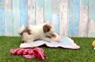 Adorable Havadoodle Poodle Mix Puppy