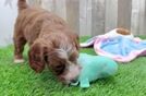 Small Mini Goldendoodle Baby