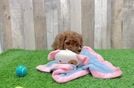 Playful Mini Groodle Poodle Mix Puppy