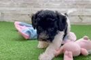 Funny Poochon Poodle Mix Pup