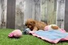 Cavapoo Puppy for Adoption