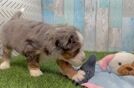 Best Mini Bernedoodle Baby