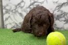 Happy Mini Labradoodle Baby