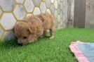 Maltipoo Pup Being Cute