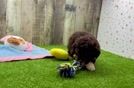 Poodle Puppy for Adoption