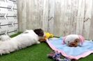 Meet Janet - our Shih Poo Puppy Video