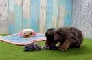 Happy Cavapoo Baby