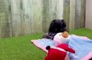 Meet Augusta - our Maltipom Puppy Video