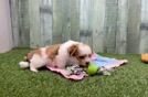 Meet Nas - our Teddy Bear Puppy Video