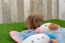 Cute Mini Goldendoodle Baby