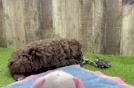 Poodle Puppy for Adoption
