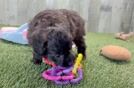 Small Mini Aussiedoodle Baby