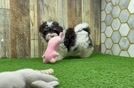 Little Havanese Purebred Pup
