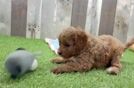 Cavapoo Pup Being Cute