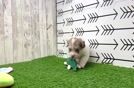 Havapoo Puppy for Adoption