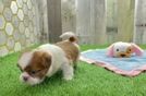 Little Shih Tzu Baby