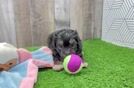 Friendly Mini Aussiedoodle Baby