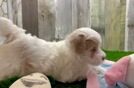 Cute Maltipoo Baby