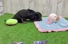 Cute Doxie Purebred Puppy