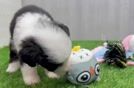 Popular Mini Bernedoodle Poodle Mix Pup