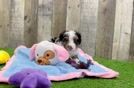 Mini Bernedoodle Puppy for Adoption
