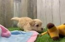 Meet Wanda - our Maltipoo Puppy Video  - Florida Fur Babies Adorable Malt a Poo Poodle Mix Puppy