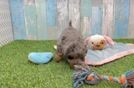 Energetic Havadoodle Poodle Mix Puppy