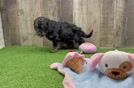 Funny Cavapoo Poodle Mix Pup