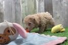 Meet Taffeta - our Maltipoo Puppy Video  - Lone Star Pups Funny Maltipoo Poodle Mix Pup