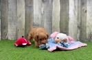 Funny Mini Goldendoodle Poodle Mix Pup