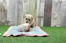 Meet Flynn - our Poochon Puppy Video  - Florida Fur Babies Best Poochon Baby