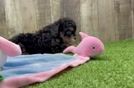 Hypoallergenic Cavadoodle Poodle Mix Puppy