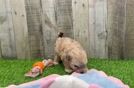 Maltipoo Pup Being Cute