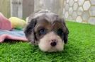 Smart Cavapoo Poodle Mix Pup