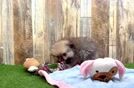 Friendly Pomeranian Purebred Pup