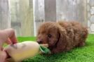 Adorable Cavalier King Charles Spaniel and Poodle Mix Poodle Mix Puppy