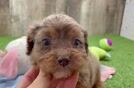 Cavapoo Puppy for Adoption