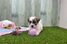Teddy Bear Puppy for Adoption