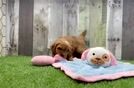 Cavapoo Puppy for Adoption