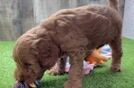 Meet Alpha - our Mini Goldendoodle Puppy Video