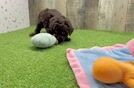 Best Poodle Baby
